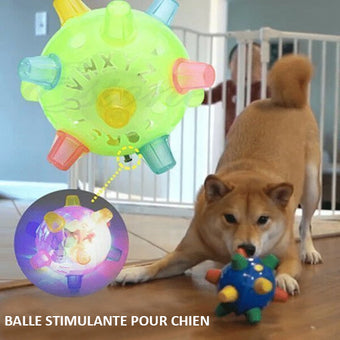 Balle Pour Chien Interactive